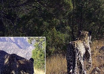 Anadolu leoparı bir defa daha görüntülendi